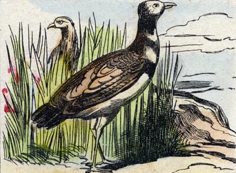 Avutarda. Grabado en "Buffon Alphabet des Oiseaux n 1". 3ª Serie N 1. Imágenes de Epinal, Epinal, finales del siglo XIX. 16 páginas.