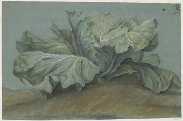 Planta de repollo