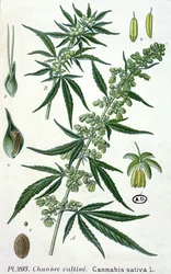 Cannabis sativa, lámina botánica