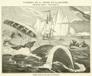 Canoa lanzada al aire por una ballena (grabado)