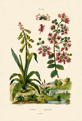 Lirio del Cabo