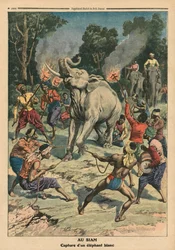 Captura de un elefante blanco en Siam, ilustración de 