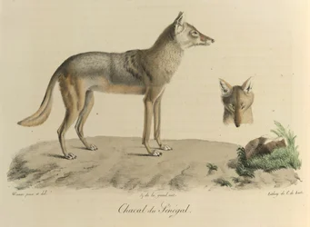 Chacal de Senegal. Un chacal de Senegal, de Historia natural de los mamíferos (litografia en color)