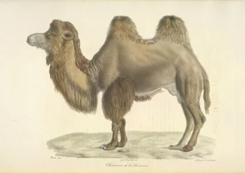 Camello bactriano, camello bactriano, de la historia natural de los mamíferos (litografia en color)