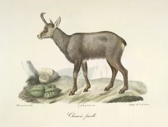 Gamuza, hembra, de Historia natural de los mamíferos (litografia en color)