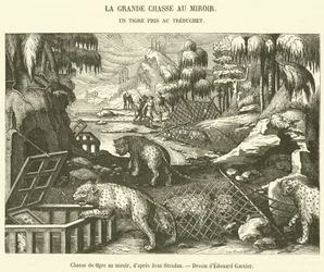 Caza del tigre con espejo