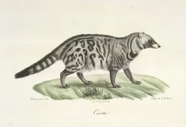 Civeta, de Historia natural de los mamíferos (litografia en color)