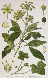 Hiedra trepadora