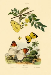 Mariposa Azufre Sin Nubes