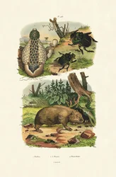 Falo hediondo común, 1833-39