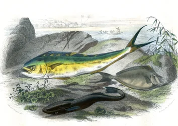 Coryphene Hippurus (besugo corifeno, pez camaleón) - En bas: echeneis remora et le nason licornet - Lámina extraída de la Historia Natural de Bernard Germain de Lacepede (1856-1925), edición P.Furme, París