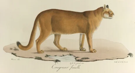 Puma, un puma hembra, de 