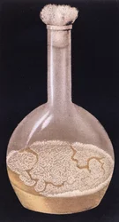Cultivo de tuberculosis humana, de La Tuberculose et son Bacile por Isidore Strauss, 1895