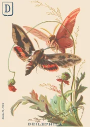 D: Deilephila (Deilephila elpenor o Gran esfinge de la vid)
