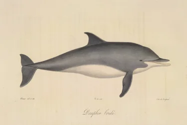 Delfín embridado, de Historia natural de los mamíferos (litografia en color)