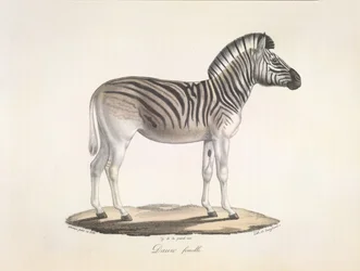 Daww hembra. El quagga rayado, o cebra de Burchell, de Sudáfrica (Asinus Burchellii), de la Historia natural de los mamíferos (color litográfico)