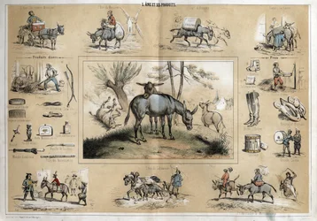 Descripción de los diferentes productos y usos del burro: el animal ayuda al trabajo del molinero, el músico ambulante, el labrador, los artistas de circo. Por otro lado, la leche de burra se usa como producto de belleza, su piel permite la fabricación de