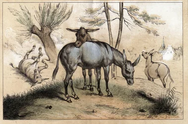 Descripción de los diferentes productos y usos del burro: dos burros en uno. (detalle) en "Les Recreations instructives" pintura sinóptica de Jules DELBRUCK, grabado de 1860. Colección privada.