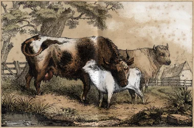 Descripción de los diversos productos y usos de la vaca: vaca, ternero en un prado. Placa “La vaca y sus productos” en “Les Recreations instructives” pintura sinóptica de Jules Delbruck, grabado de 1860. Colección privada