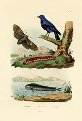 Dorado