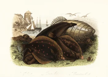 Lenguado de Dover, Solea solea, platija europea, Pleuronectes platessa, y solla común, Limanda limanda, en una playa con una trampa para peces, barcos de pesca en el fondo