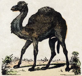 Dromedario. Grabado en “Alfabeto de animales salvajes”. 9ª Serie. Imágenes de Epinal, Pellerin, impresor-editor, circa 1870. Colección privada.