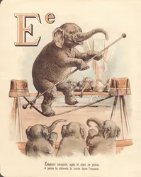E: Elefante, equilibrista intrépido elefante, ágil y lleno de gracia, apenas relaja la cuerda en el espacio