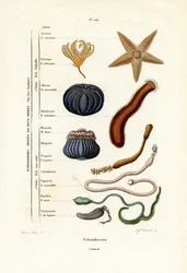 Equinodermos, 1833-39