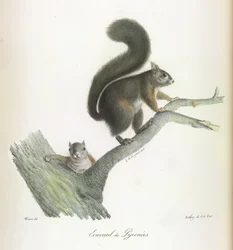 Ecureuil des Pyrenees, Ardilla, de Historia natural de los mamíferos (litografia en color)