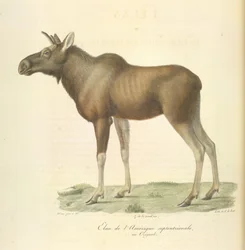Alce de América del Norte, de Historia natural de los mamíferos (litografia en color)