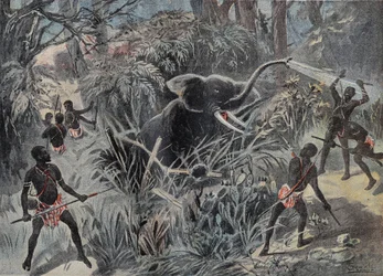 Caza de elefantes en África. El elefante cae en un pozo antes de ser terminado con flechas. Grabado en “Le Pelerin” 22/01/1899.
