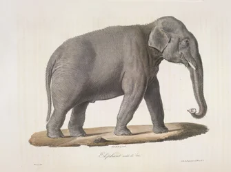 Elefante asiático, de Historia natural de los mamíferos (litografia en color)