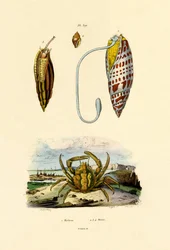 Cangrejo esmeralda