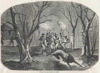 Evasión de un lobo en el Jardin des Plantes en París (Grabado en 