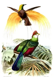 Aves exóticas: el pequeño paraíso esmeralda y el Touraco Pauline