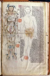 F.116v La relación entre el cuerpo humano y los signos del zodiaco, de un tratado médico de Abul Qasim Khalaf ibn al-Abbas al-Zahrawi (Abulcasis) (936-1013) traducido por Gerard de Cremone