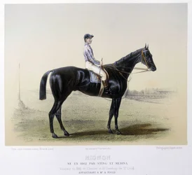 Famoso caballo de carreras - en “El Centauro” 1866