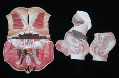 Figura anatómica femenina, de 