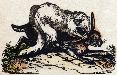 Hurón. Grabado en "Alfabeto de animales salvajes". 9ª Serie. Imágenes de Epinal, Pellerin, impresor-editor, circa 1870. Grabados en madera, estarcidos. 16 páginas. Dim: 20 x 15 cm. Colección privada