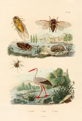 Luciérnaga