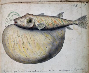 Pez llamado Crocros, isla de Sao Vicente, Cabo Verde, acuarela del libro de registro por Jacques Gouin de Beauchesne (1652-1730), capitán de la Compagnie royale de la Mer du Sud, de 1698 a 1701, Francia