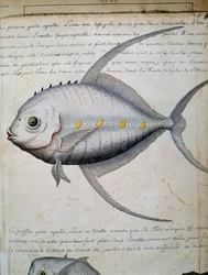 Pez llamado Lisse, isla de Sao Vicente, Cabo Verde, acuarela del cuaderno de bitácora de Jacques Gouin de Beauchesne (1652-1730), capitán de la Compagnie royale de la Mer du Sud, de 1698 a 1701, Francia