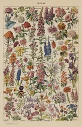 Flores (litografía en color)