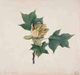 Flor de un Árbol de Tulipán
