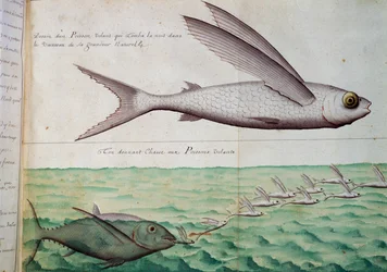 Pez volador y atún persiguiendo pez volador, Trópico de Cáncer, acuarela del cuaderno de bitácora de Jacques Gouin de Beauchesne (1652-1730), capitán de la Compagnie royale de la Mer du Sud, de 1698 a 1701, Francia