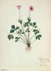 Folio 1275 Geranio