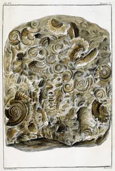 Fósiles de conchas, "Lo que hay de más interesante y curioso entre los animales y los minerales para servir de inteligencia a la historia general de los tres reinos de la naturaleza" por Buchoz, finales del siglo XVIII.