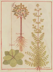 Fr 12322 f.180v Plátano, mejorana y mandrágora, del Libro de las Simples Medicinas, c.1520-30