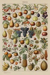 Fruta (litografía en color)