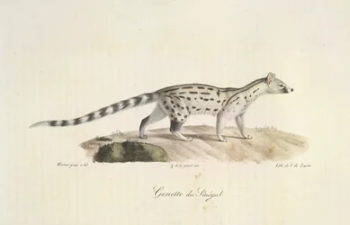 Senegal Genet, de Historia natural de los mamíferos (litografia en color)
